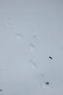 Capreolus Capreolus Prints: Roe deer tracks in the snow in wood