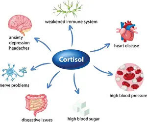 Problems Prints: The role of cortisol in the body diagram illustration