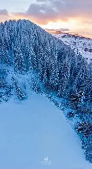 Densely Prints: Rolling Clouds At Dense Spruce Coniferous Forest On Snowy White Hill Slope In Winter During Sunset