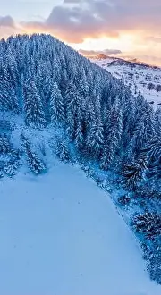 Densely Prints: Rolling Clouds At Dense Spruce Coniferous Forest On Snowy White Hill Slope In Winter During Sunset