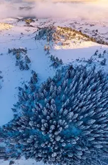 Densely Prints: Rolling Clouds At Dense Spruce Coniferous Forest On Snowy White Hill Slope In Winter During Sunset