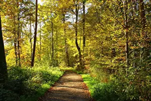 Romantic footpath in the colourful autumn forest near Stuttgart