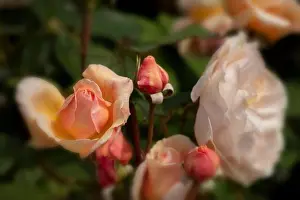 Fondness Prints: Romantic Rosa A Shropshire Lad = ‘Ausled