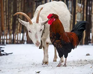 Domestic Animals Prints: The rooster and the goat in the paddock of a farm