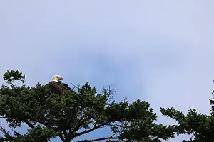 Pine Tree Prints: Roosting Bald Eagle