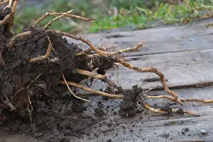 Producing Prints: Root system of the banana plant on wooden background - In the planting process concept