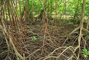 Mangrove Prints: Root system of mangrove trees in coastal wetland forest