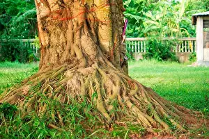 Reach Prints: The roots of the Bodhi tree