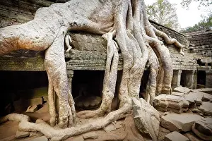 Roots of a giant tree overgrowing ruins of Ta Prohm Temple, Angkor, Cambodia, Asia