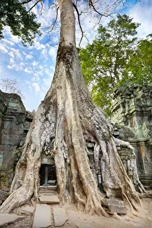Roots of a giant tree overgrowing ruins of Ta Prohm Temple, Angkor, Cambodia, Asia
