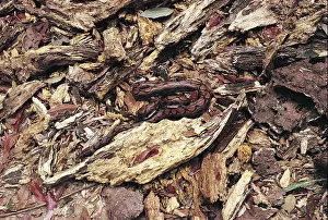 Amazonian Prints: Roraima State Amazon Brazil Anaconda camouflaged among bits of wood