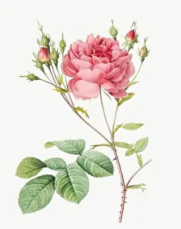 Flower Graphics Prints: Rosa Centifolia Anglica Rubra. Rose flower illustration