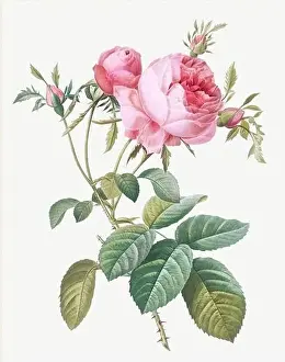Rosa Centifolia foliacea. Rose flower illustration. Antique Botanical art by Pierre Joseph Redouté. Circa 1833