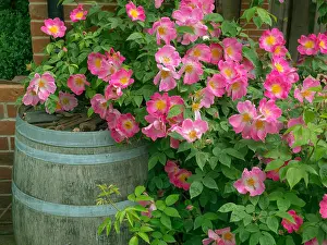 Beds Prints: Rosa Complicata Gallica rose and garden water barrel