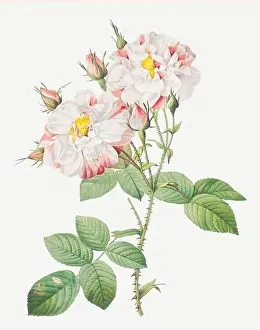 Rosa Damascena Variegata. Rose flower illustration. Antique Botanical art by Pierre Joseph Redouté. Circa 1833