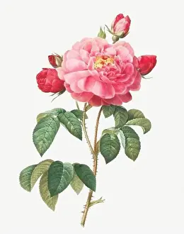 Flower Graphics Prints: Rosa Gallica Aurenlianensis. Rose flower illustration