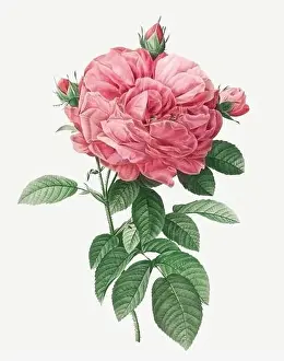 Rosa Gallica flore giganteo. Rose flower illustration. Antique Botanical art by Pierre Joseph Redouté. Circa 1833