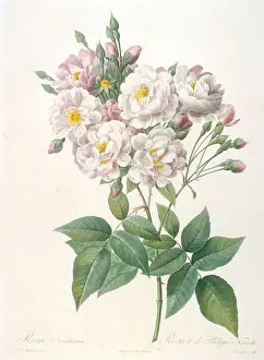 Hand Coloring Prints: Rosa noisettiana (Rosebush of Philippe Noisette)