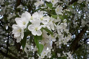Garten Prints: Rosaceae. Malus-Hupehensis. Hybride
