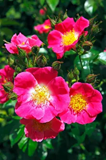 Breeds Prints: Rose, American Pillar variety (Rosa cultivar American Pillar)