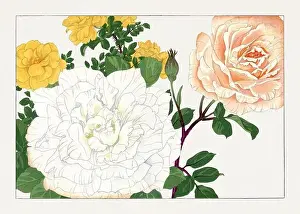 Rose. Asian art. Japanese flower woodblock art by Tanigami Kônan