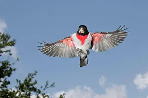 Copyspace Prints: Rose-breasted grosbeak (Pheucticus ludovicianus) male flying