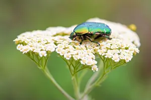 Serbia Prints: Rose Chafer beetle - Cetonia aurata
