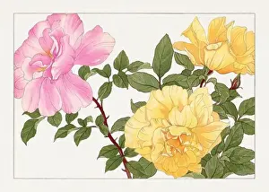 Creative Commons Prints: Rose flower. Asian art. Japanese flower woodblock art by Tanigami Kônan