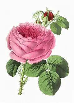 Botanicals Prints: Rose Flower. Digital vintage-style flower illustration on a paper textured white background