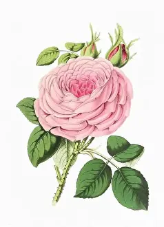 Rose Flower. Digital vintage-style flower illustration on a paper textured white background