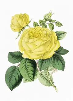 Rose Flower. Digital vintage-style flower illustration on a paper textured white background