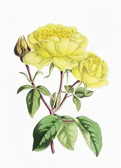 Rose Flower. Digital vintage-style flower illustration on a paper textured white background