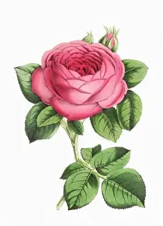 Botanicals Prints: Rose Flower. Digital vintage-style flower illustration on a paper textured white background