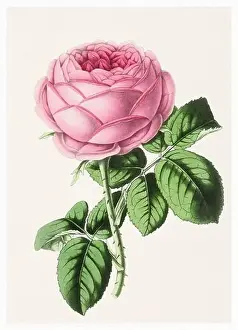Botanicals Prints: Rose Flower. Digital vintage-style flower illustration on a textured beige background