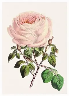 Botanicals Prints: Rose Flower. Digital vintage-style flower illustration on a textured beige background
