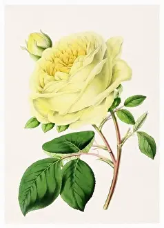Botanicals Prints: Rose Flower. Digital vintage-style flower illustration on a textured beige background