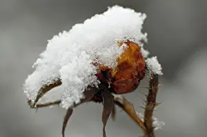 Rosehip Prints: Rose hip covered in snow