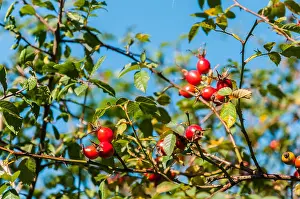Autumn Leaves Prints: Rose hips in bright autumn sunshine, England