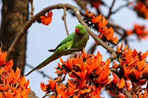 Day Light Prints: A Rose-ringed Parakeet perching on the branch of a Palash