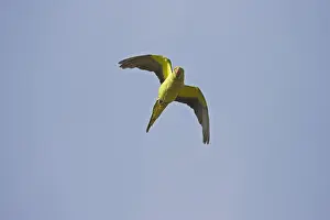 Introduced Species Prints: Rose-ringed Parakeet (Psittacula krameri) adult