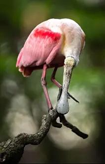 Babies Prints: Roseate Spoonbill