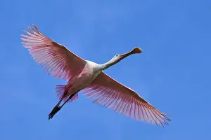Fine Weather Prints: Roseate spoonbill (Ajaja ajaja)