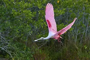 Wet Land Prints: Roseate spoonbill (Ajaja ajaja)