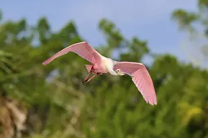 Flights Prints: Roseate spoonbill (Ajaja ajaja)