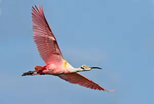 Profile View Prints: Roseate Spoonbill (Ajaja ajaja) - High Island, Texas, United States of America