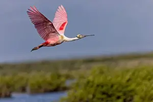 Platalea Ajaja Prints: Roseate spoonbill in flight, Merritt Island National Wildlife Refuge, Florida