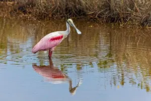 Platalea Ajaja Prints: Roseate spoonbill, Merritt Island National Wildlife Refuge, Florida