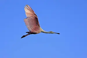 Flights Prints: Roseate spoonbill (Platalea ajaja)