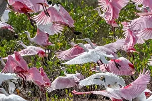 Wading Prints: Roseate spoonbills and ibis, Merritt Island, Florida