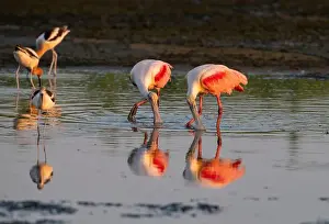 Wading Bird Prints: The roseate spoonbills (Platalea ajaja) feeding in the tidal marsh